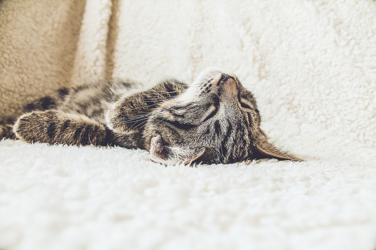 Gatto tigrato rilassato disteso su una coperta bianca con gli occhi chiusi